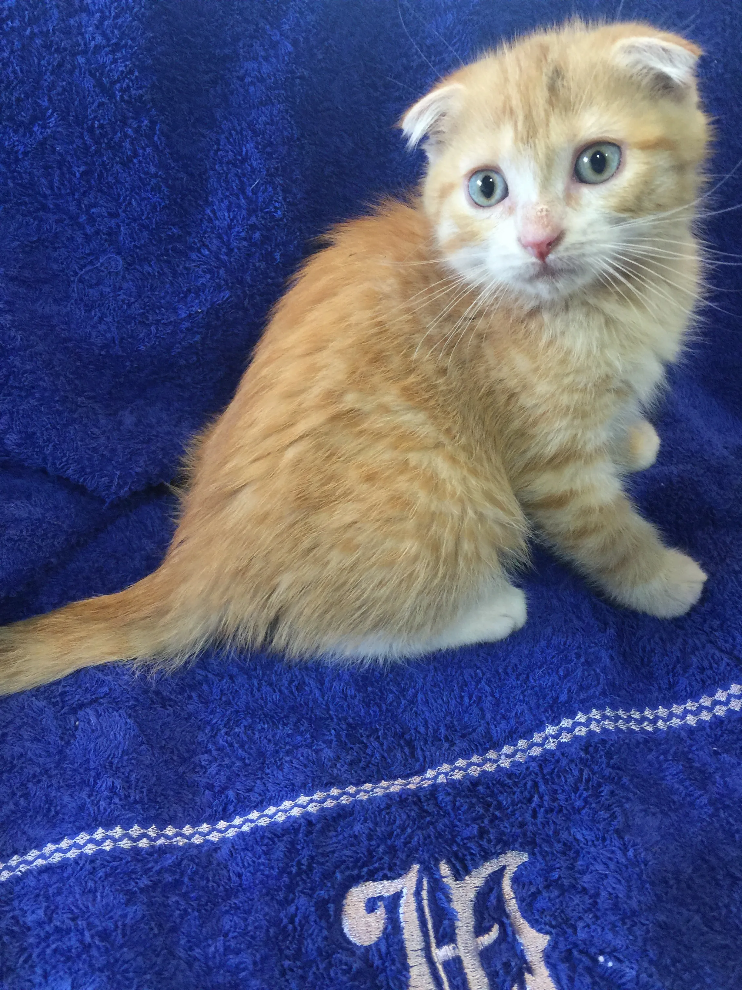 ID：1606-00712の子猫