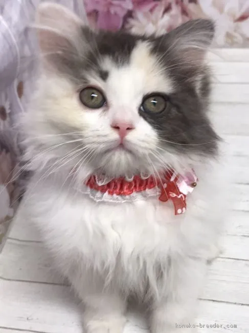 ID：2010-01862の子猫