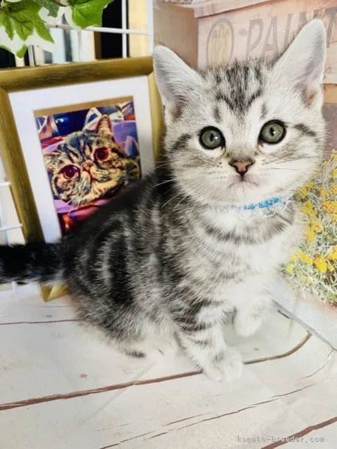 たまつゆ 様のお迎えした子猫