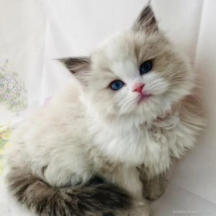 ID:2303-00602の子猫