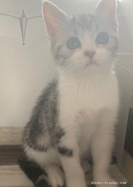ID：2002-01493の子猫