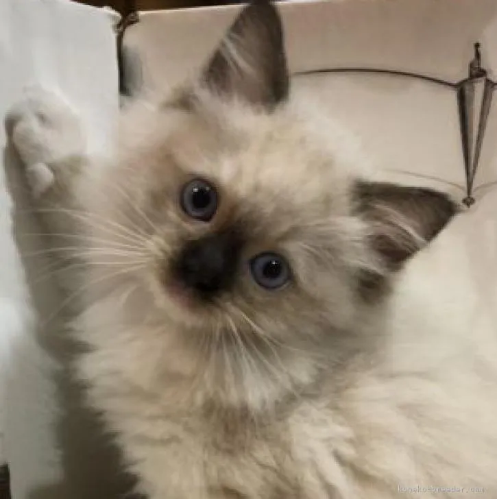 ID：2210-01189の子猫