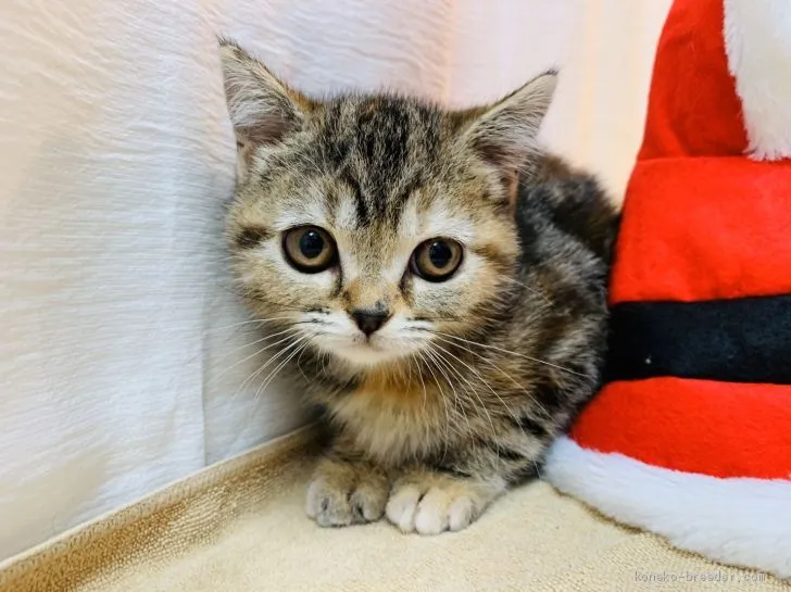 M.M 様のお迎えした子猫