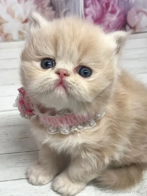 ID:2101-00968の子猫