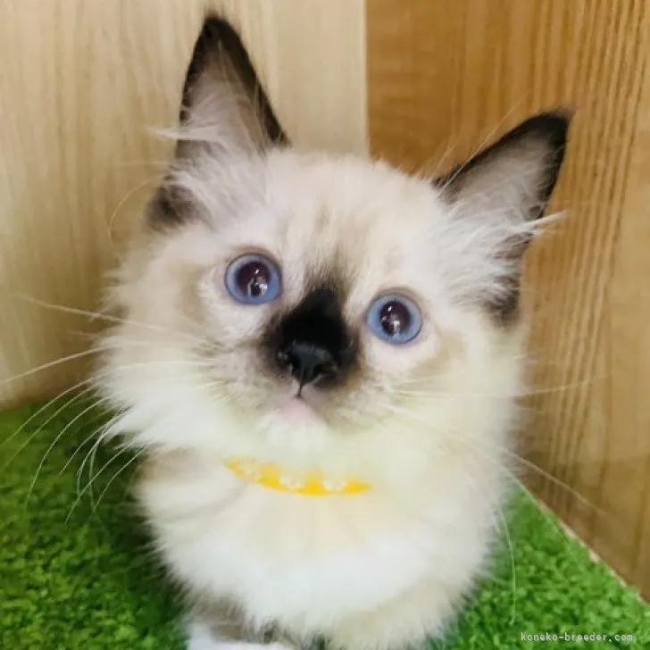 ラグドール【群馬県・男の子・2023年7月21日・シールポイントミテッド】の写真1