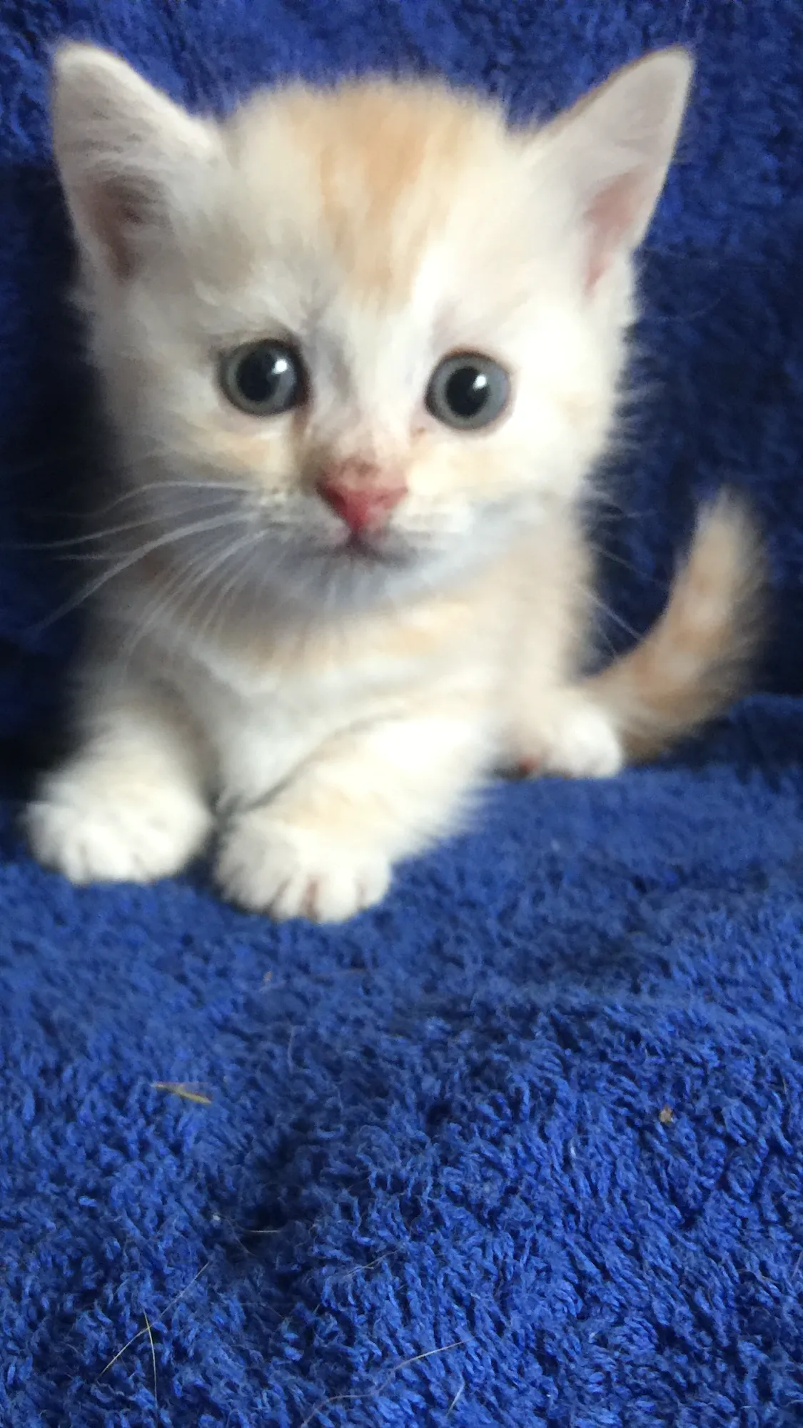 ID：1607-00546の子猫