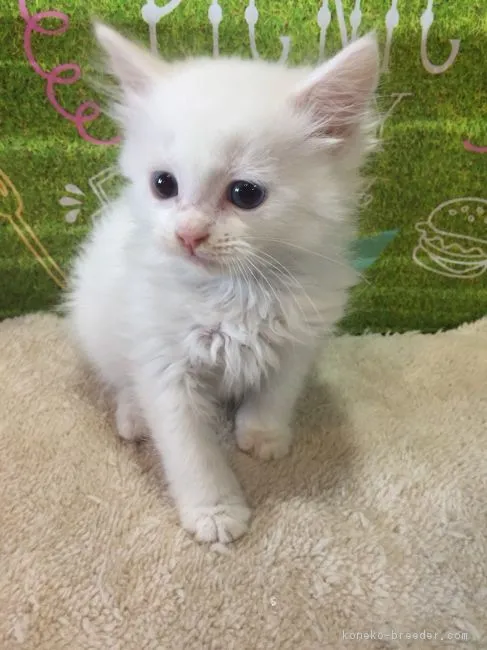ID：1808-00915の子猫