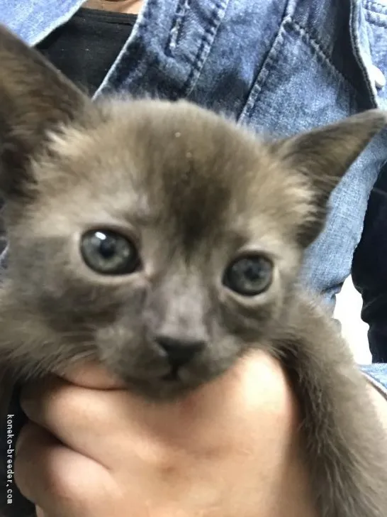 りりこ 様のお迎えした子猫