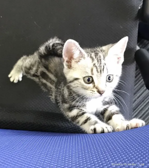 ID:1708-00968の子猫