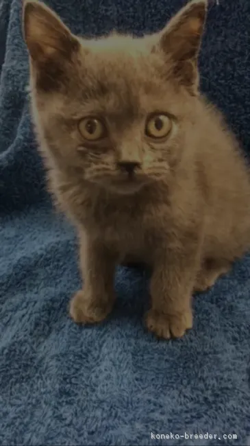 ID:1701-00562の子猫