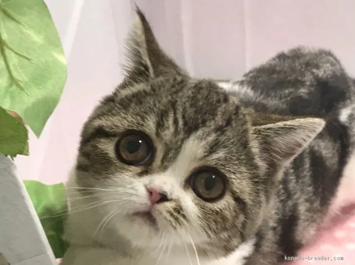 ID：2006-00957の子猫