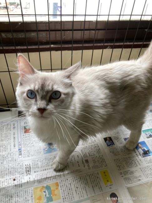 ラグドール【・女の子・2019年6月6日・ブルーリンクスポイント】