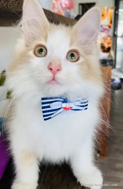 ID：2107-02766の子猫