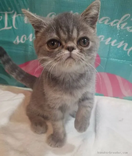 ID：1812-00224の子猫