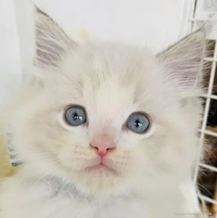 ID:2212-01632の子猫