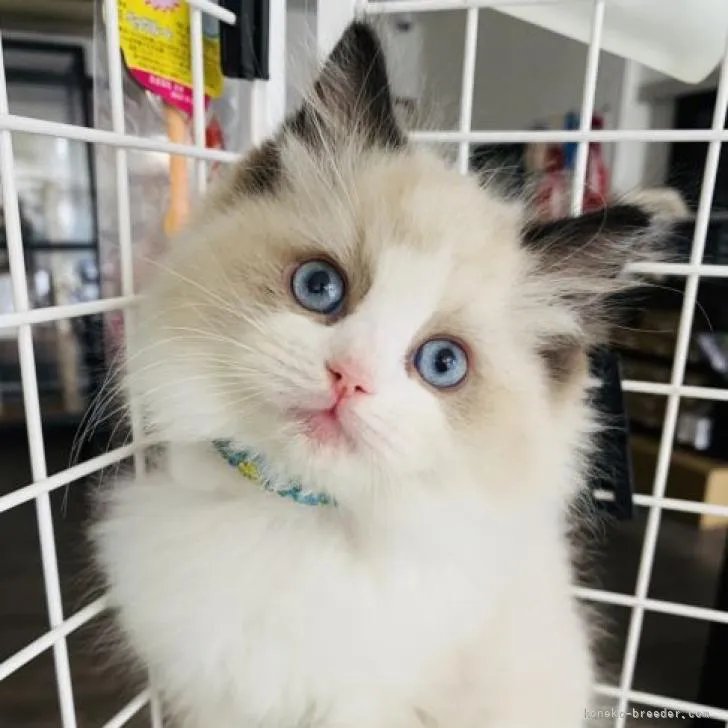 ID:2212-01804の子猫