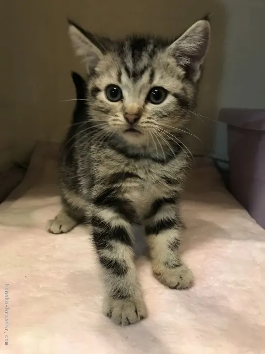 まさ 様のお迎えした子猫