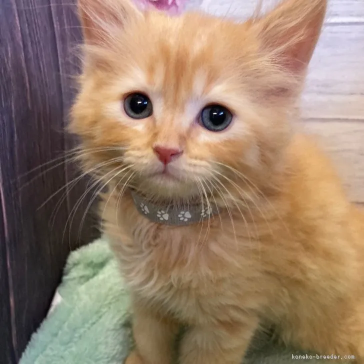 ID：2307-03279の子猫