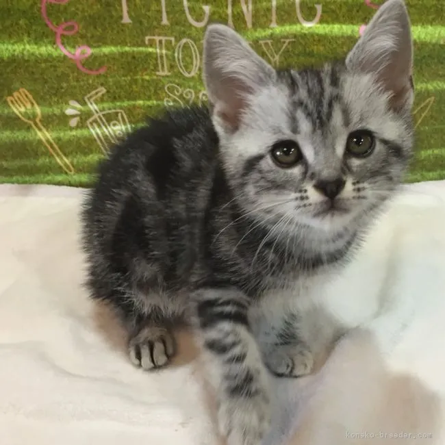 ID:1807-00323の子猫