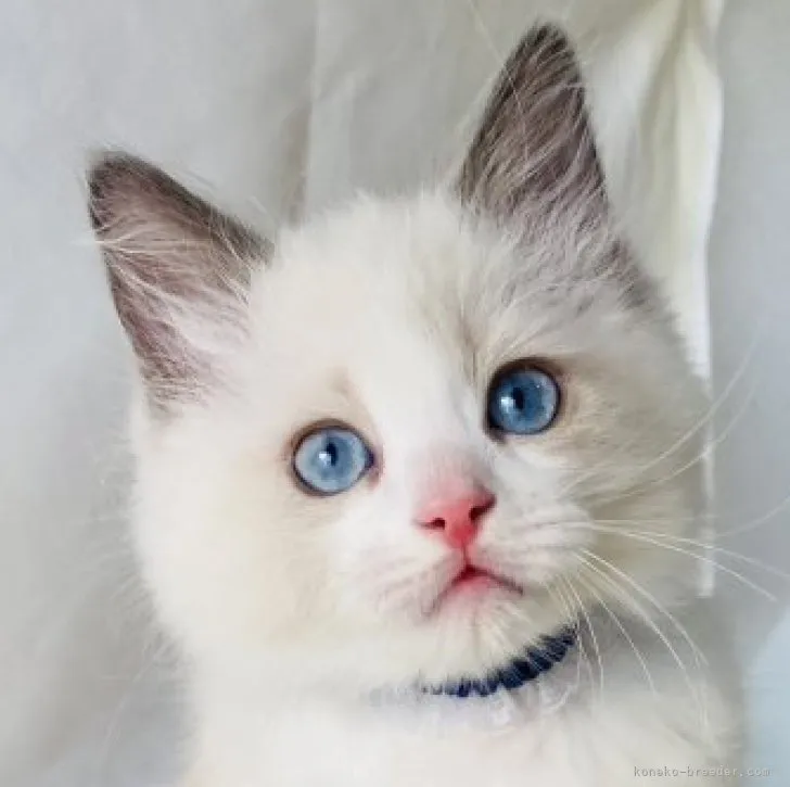 ID:2304-00965の子猫