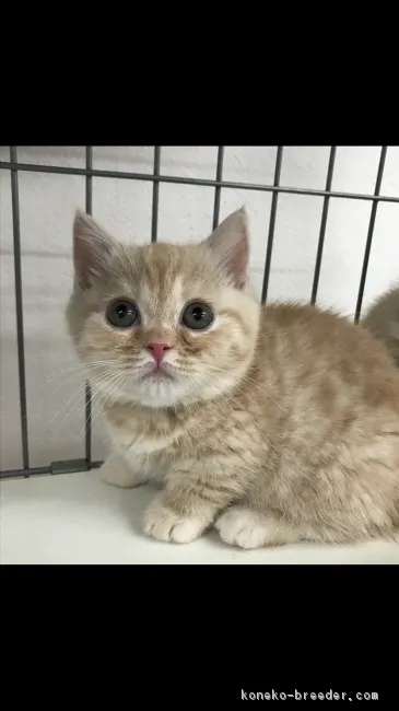 ID：1701-00319の子猫
