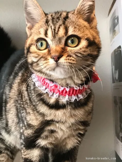 ID：2012-00352の子猫