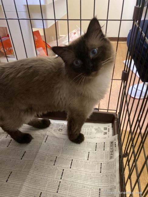 ラグドール【・男の子・2018年6月10日・シールポイントミテッド】