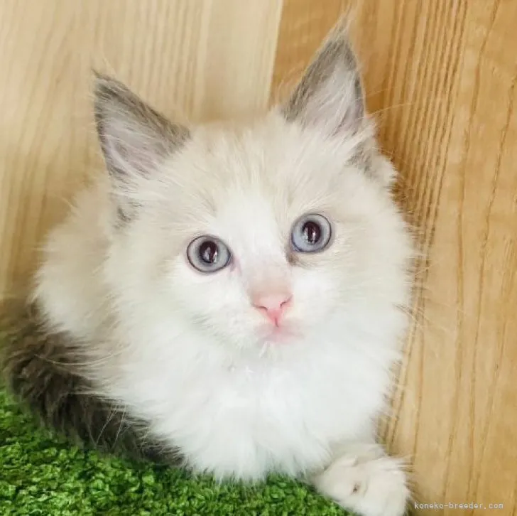 ID:2309-02491の子猫