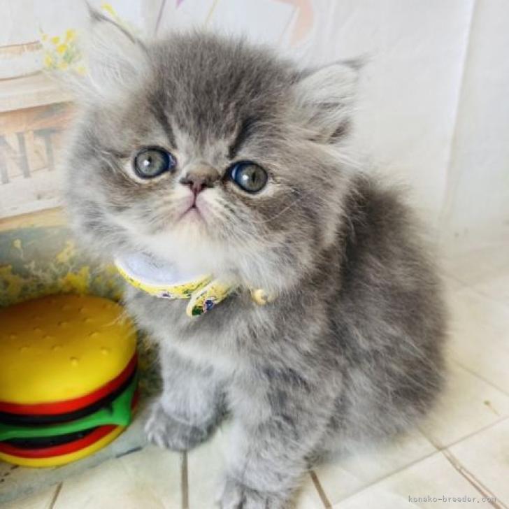 こま 様のお迎えした子猫