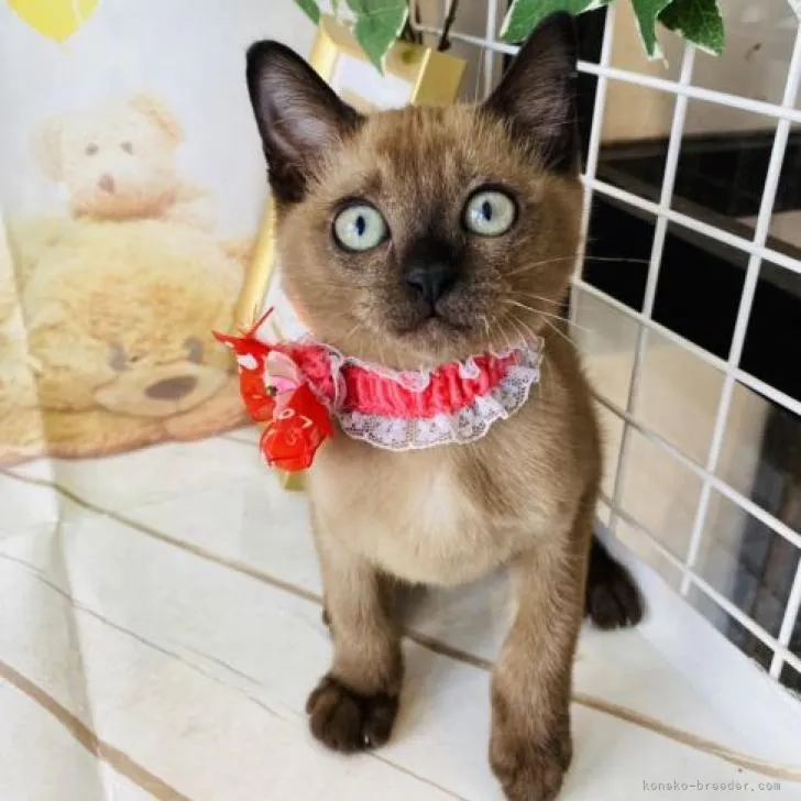 あいこりん 様のお迎えした子猫