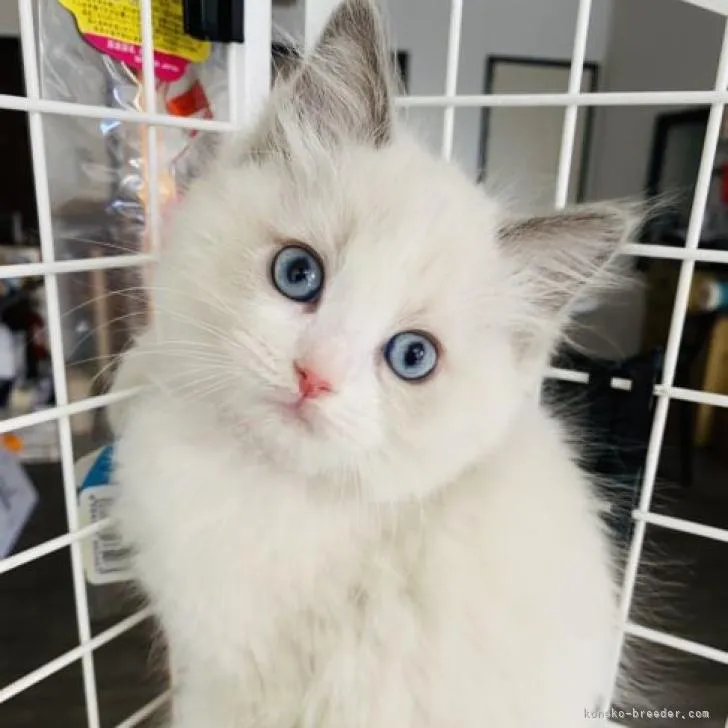 ID：2212-01805の子猫