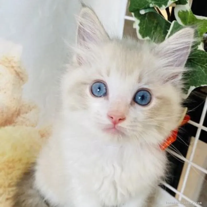 ID：2208-00216の子猫