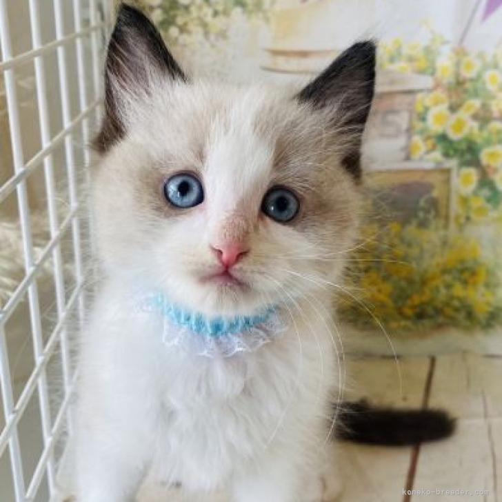 こま 様のお迎えした子猫