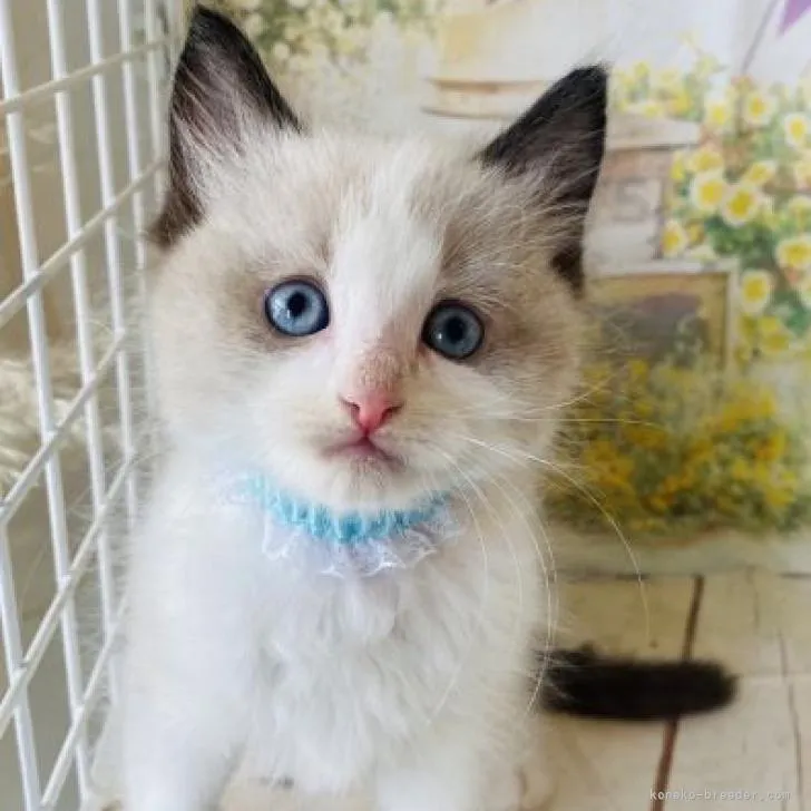 ID：2206-02389の子猫