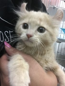 アメリカンカール【群馬県・男の子・2017年2月9日・クリーム】の写真「本日どうぶつピース出演します‼︎」