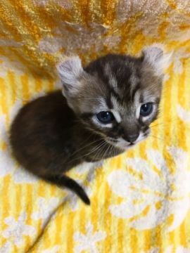 アメリカンカール【群馬県・女の子・2017年5月12日・ブラウンタビー】の写真「とっても可愛いです♡」