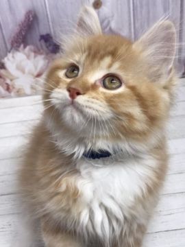 マンチカン(長足)【群馬県・男の子・2020年8月3日・レッドタビー&ホワイト】の写真「ふわふわ♡もこもこ♡抱っこ大好きです」