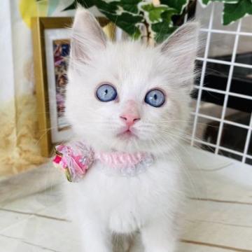 ラグドール【群馬県・女の子・2022年5月10日・ブルートーティポイント】の写真「可愛いです💕」