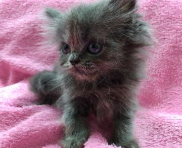 ペルシャ【群馬県・男の子・2017年3月28日・ブルークリーム】の写真「大人しいペルシャくん♡」