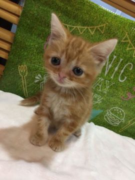 アメリカンショートヘア【群馬県・女の子・2018年3月30日・レッドタビー】の写真「可愛いタレ目ちゃん♡」