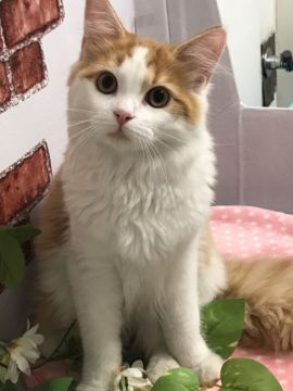 サイベリアン【群馬県・男の子・2020年3月18日・レッドタビー&ホワイト】の写真「無邪気な子です⭐︎」