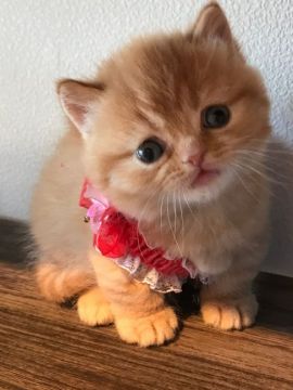 マンチカン(短足)【群馬県・男の子・2020年12月9日・レッドタビー】の写真「ウエットフード食べ始めました♡」