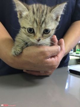 マンチカン【群馬県・女の子・2015年8月8日・ブラウンパッチド】の写真「足短い可愛いです♡」