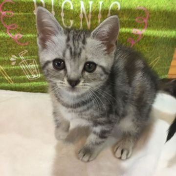 アメリカンショートヘア【群馬県・女の子・2018年5月8日・シルバータビー】の写真「可愛い女の子です♡」