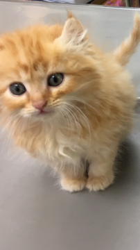 アメリカンカール【群馬県・男の子・2017年2月9日・レッドタビー】の写真「モコモコ♡フワフワ♡ヘアー」