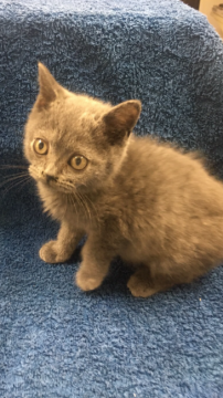 ブリティッシュショートヘア【群馬県・男の子・2016年11月5日・ブルー】の写真「可愛いです♡」