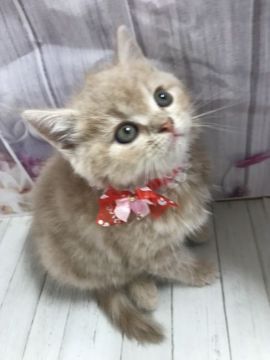 マンチカン(長足)【群馬県・男の子・2020年9月13日・クリームタビー】の写真「可愛い顔立ち🖤」