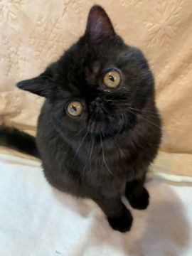 エキゾチックショートヘア【群馬県・男の子・2018年11月24日・ブラックスモーク】の写真「可愛く成長してます☆」