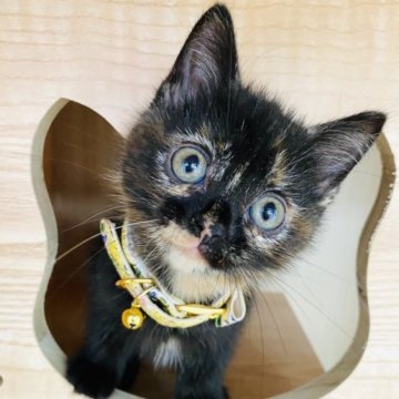 マンチカン(長足)【群馬県・女の子・2023年7月11日・トーティー】の写真「可愛いです❤️」