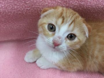 スコティッシュフォールド(折れ耳)【群馬県・女の子・2017年4月12日・レッド&ホワイト】の写真「可愛い折れ耳ちゃん♡」